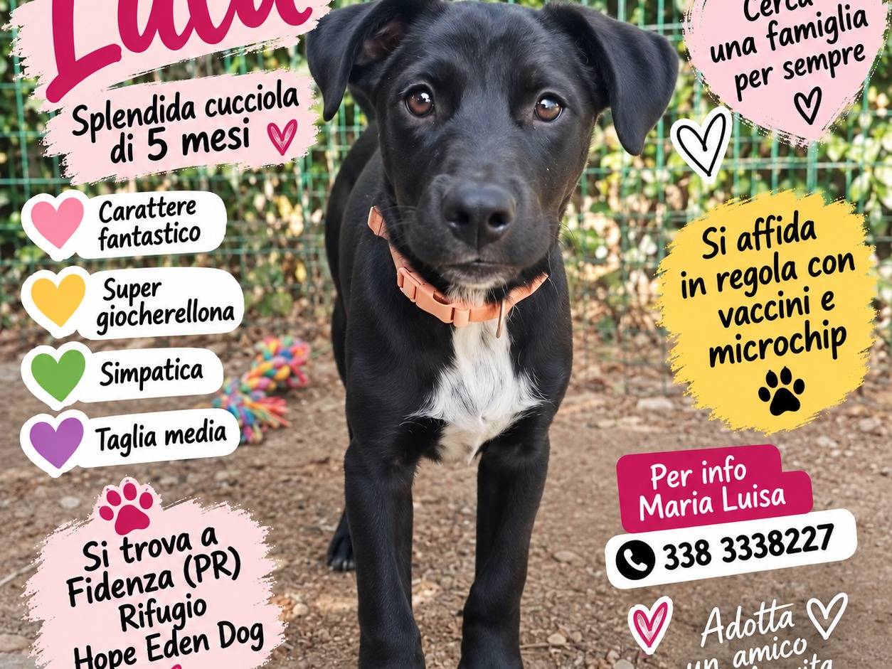 Adozione cane, femmina, Razza sconosciuta Razza sconosciuta, 5 mesi, taglia media, Parma