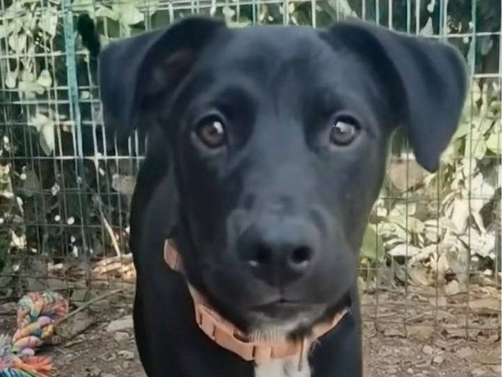 Adotta un cane, femmina, 5 mesi, Parma