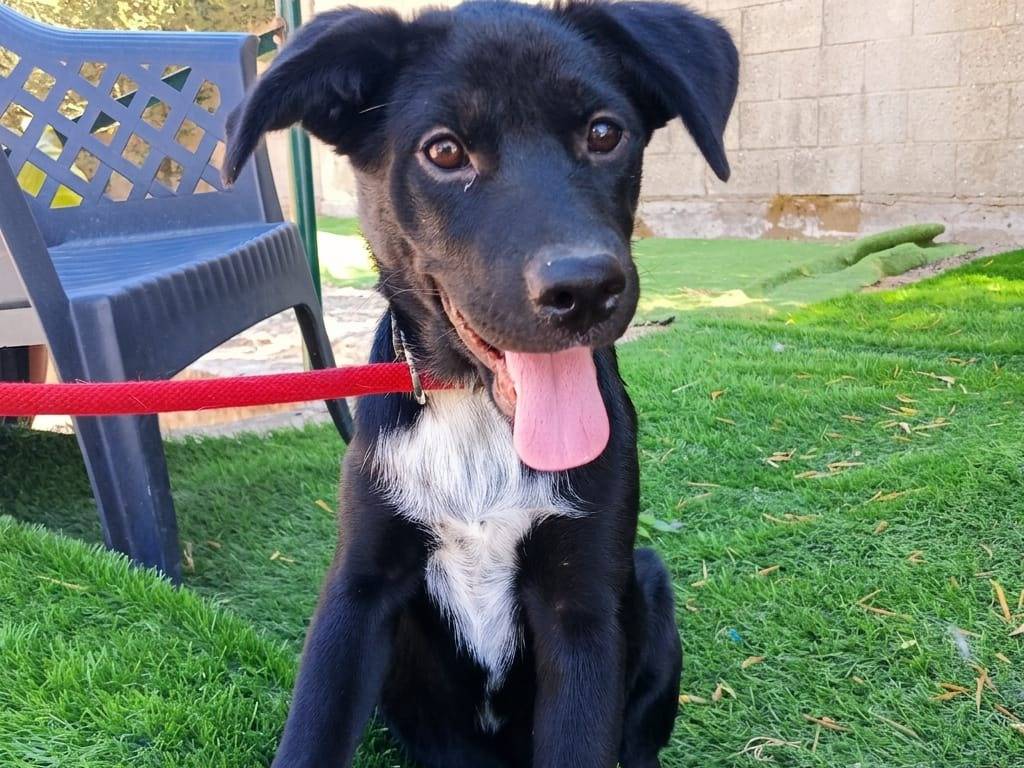 Adotta un cane, taglia media, femmina, Parma