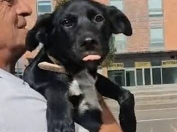 Vuoi adottare un cane a Parma?