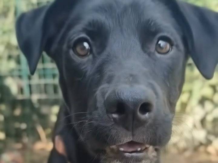 Adotta il cane Lulù a Parma
