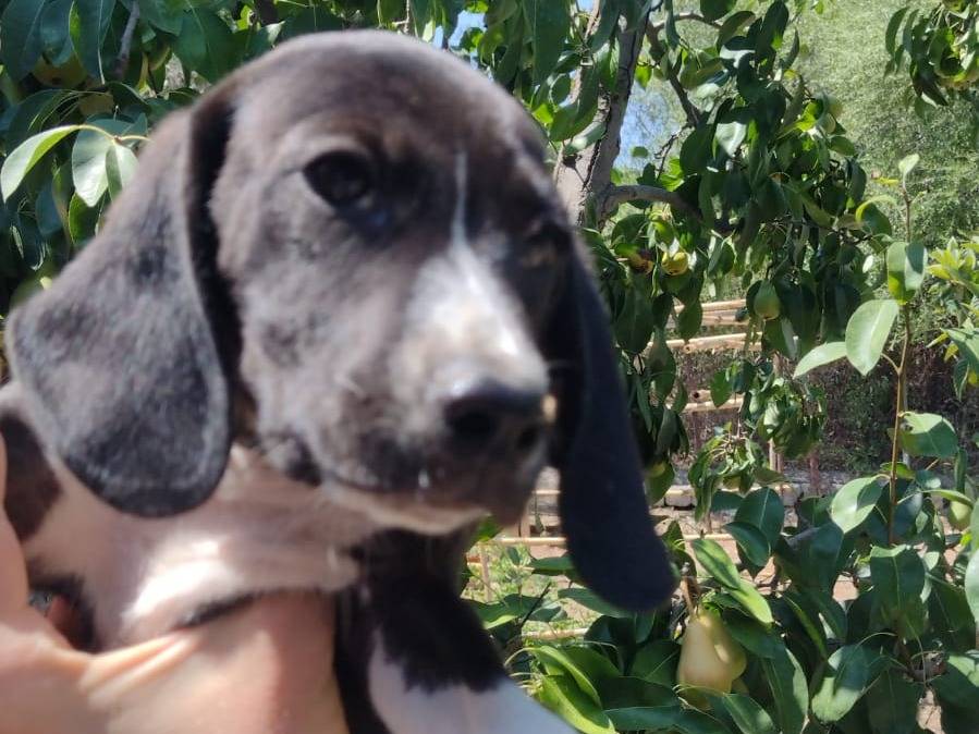 Adozione cane, maschio, Setter Inglese Razza sconosciuta, 2 mesi, taglia piccola, Catania