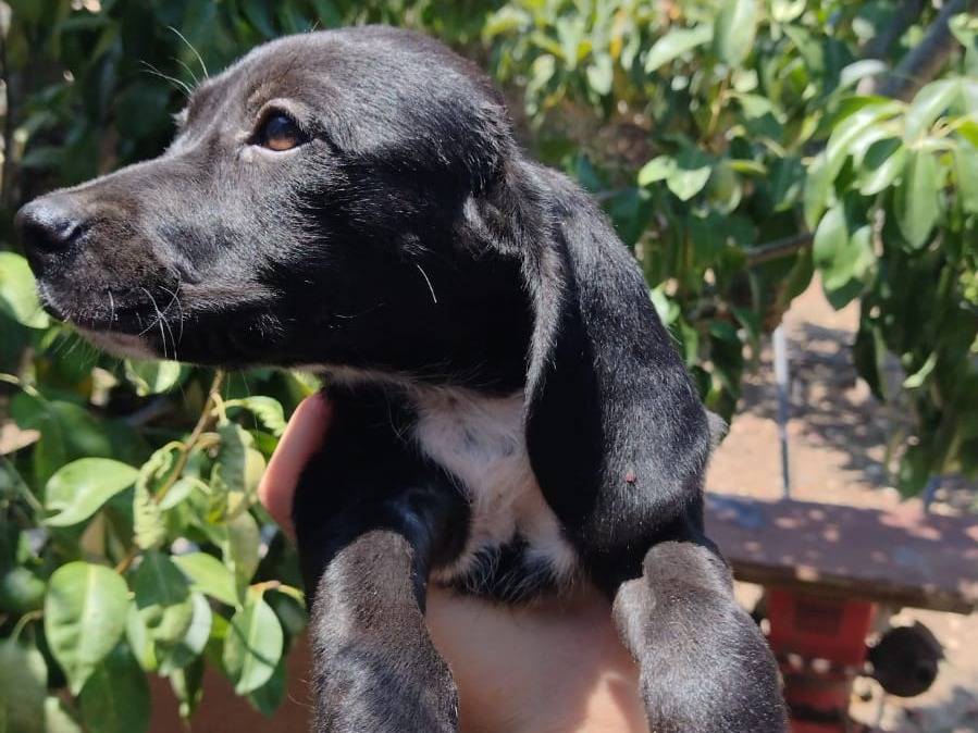 Adotta un cane, maschio, 2 mesi, Catania