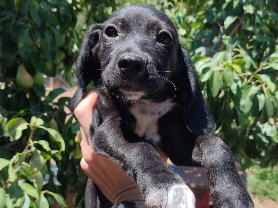 Adotta un cane, taglia piccola, maschio, Catania