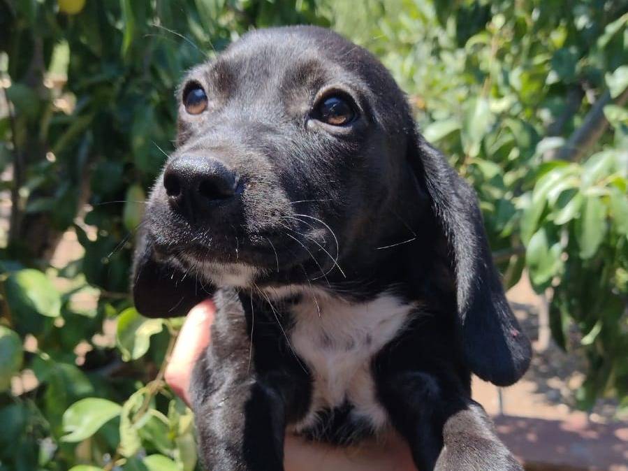 Vuoi adottare un cane a Catania?