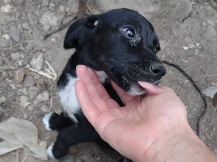 Adotta il cane Teo e Sofì a Catania