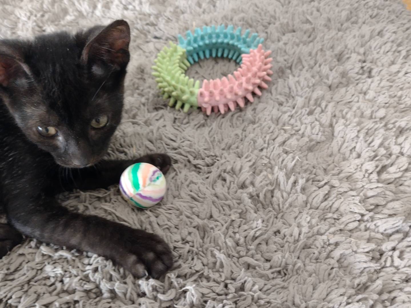 Vuoi adottare un gatto a Catania?