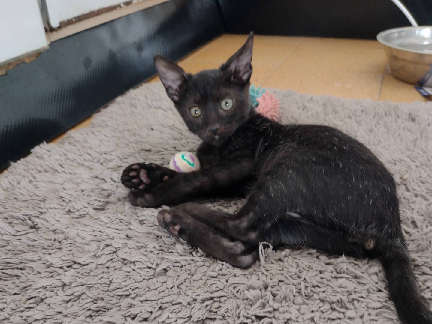 Adotta il gatto Sofì a Catania