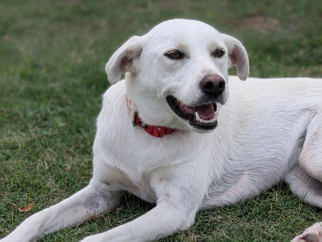 Vuoi adottare un cane a Parma?