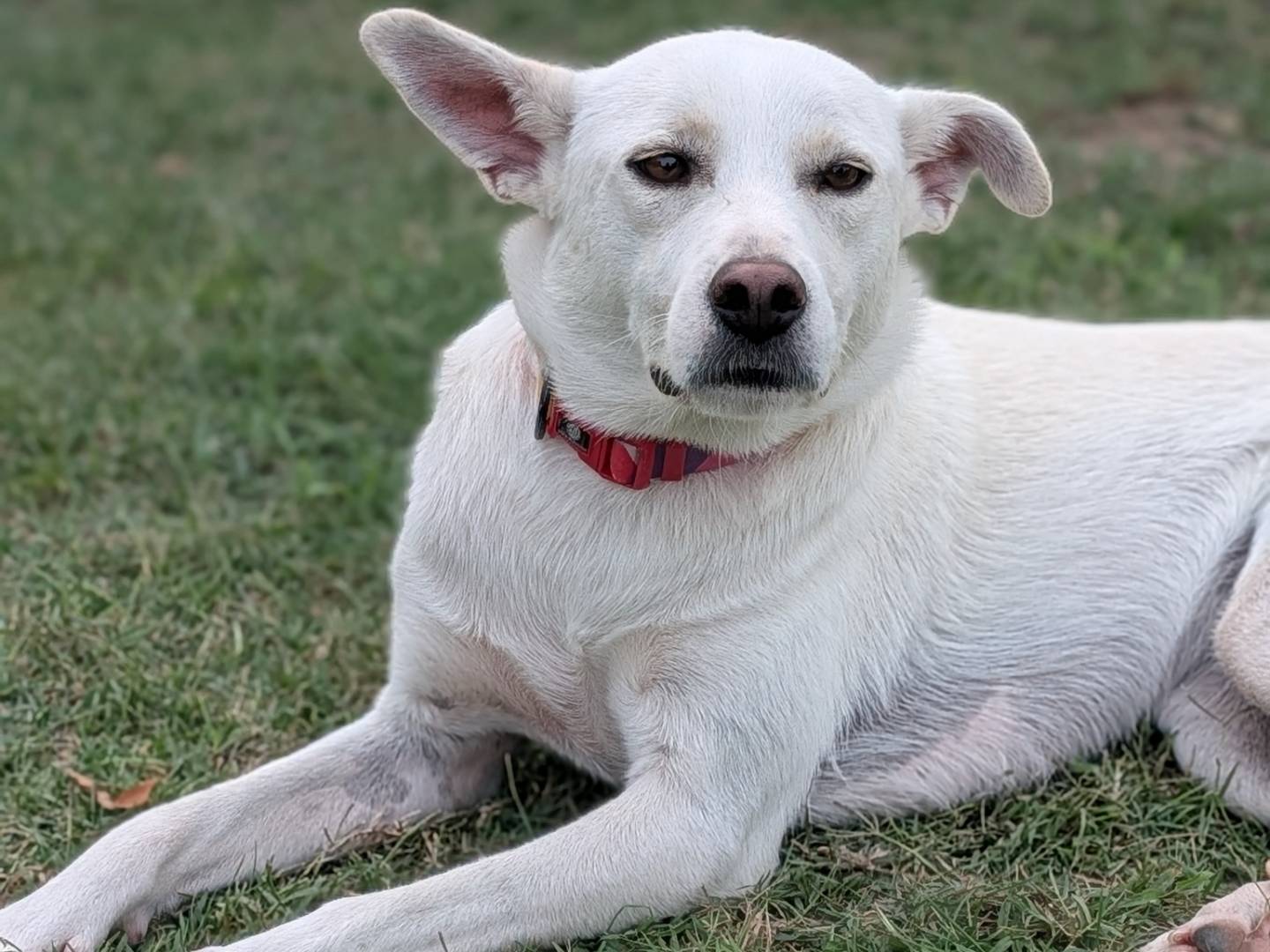 Adotta il cane Luna a Parma