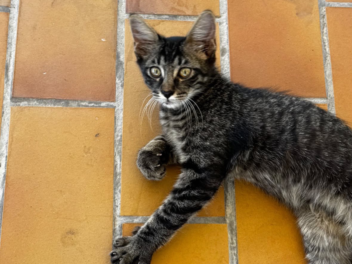 Adozione gatto, maschio, Razza sconosciuta Razza sconosciuta, 3 mesi, taglia non valida, Laquila