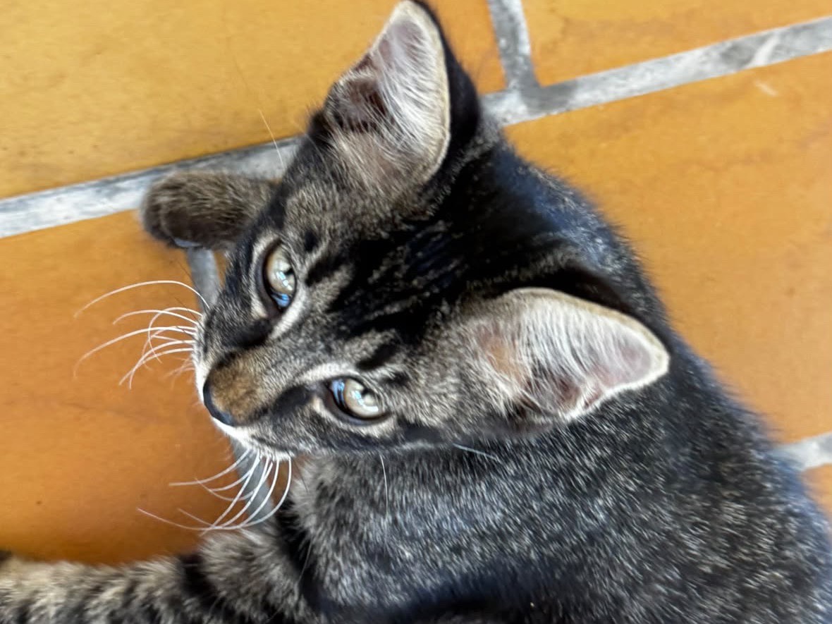 Adotta un gatto, maschio, 3 mesi, Laquila
