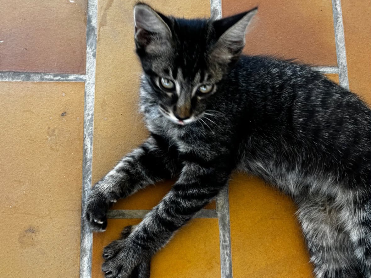 Adotta un gatto, taglia non valida, maschio, Laquila