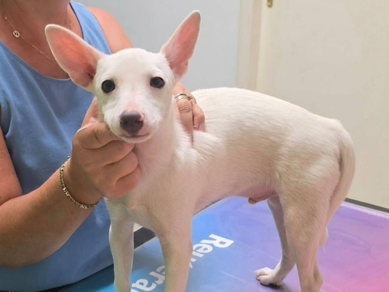 Adozione cane, maschio, Razza sconosciuta Razza sconosciuta, 4 mesi, taglia piccola, Taranto