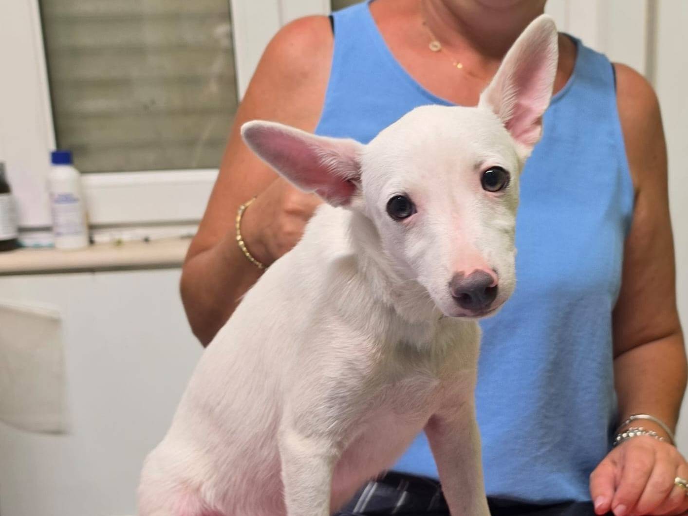 Adotta un cane, maschio, 4 mesi, Taranto