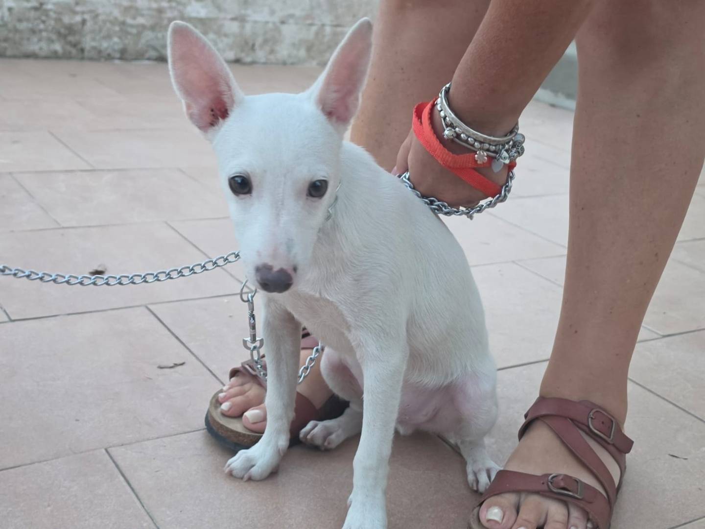 Adotta un cane, taglia piccola, maschio, Taranto