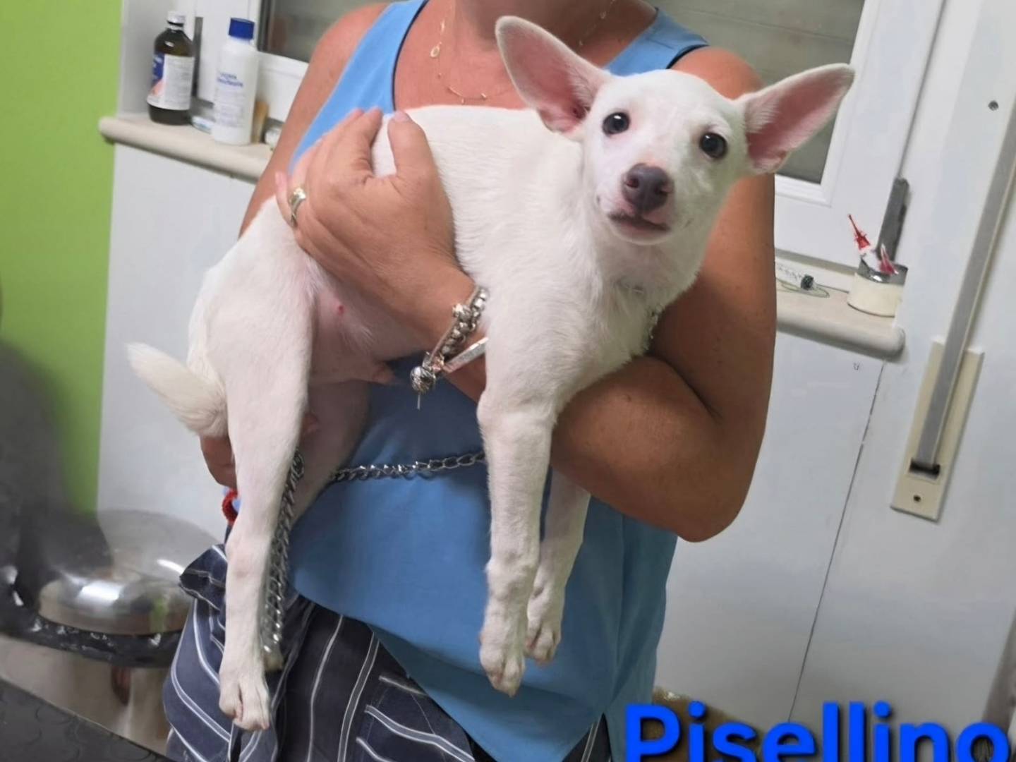Vuoi adottare un cane a Taranto?
