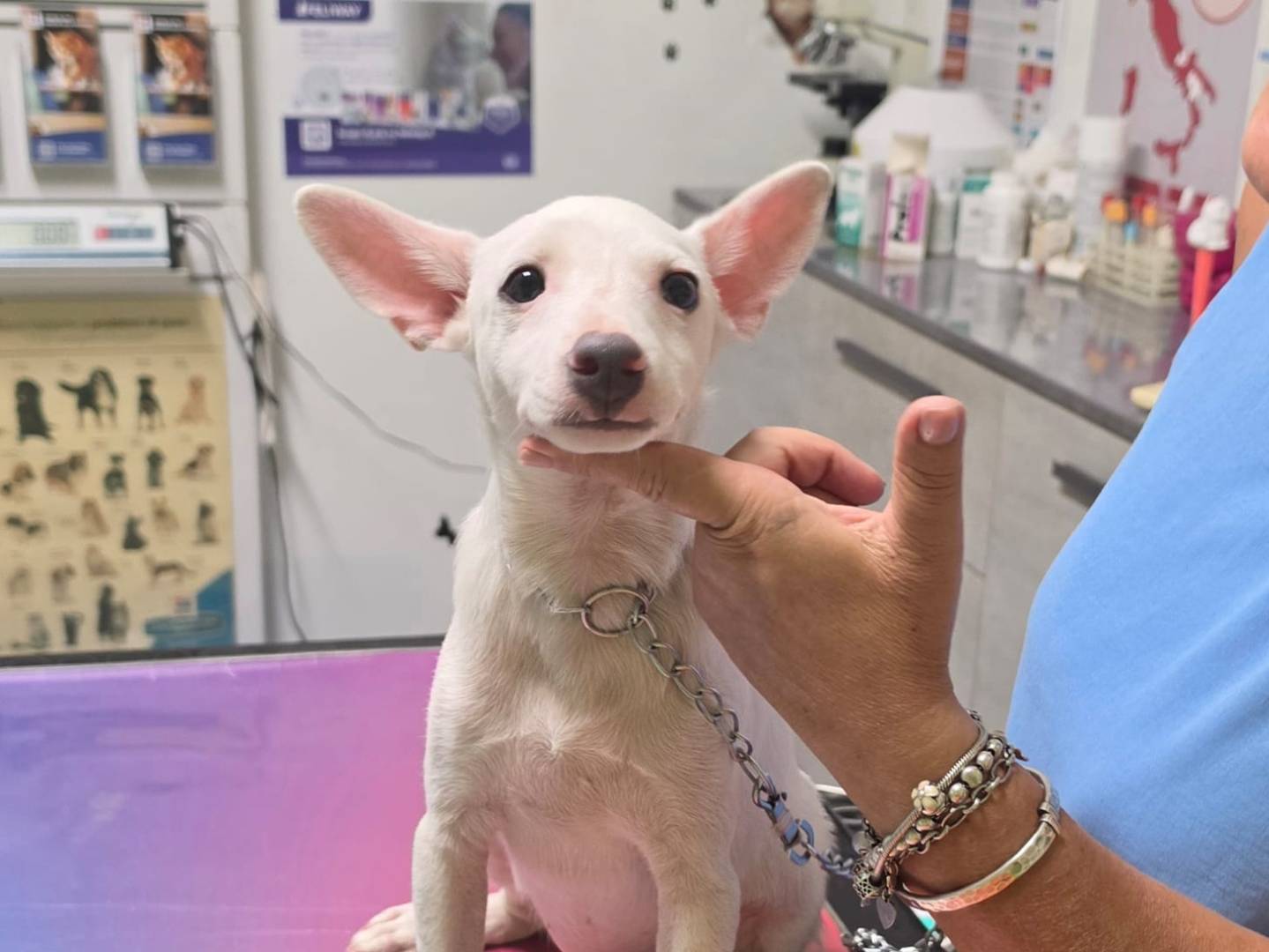 Adotta il cane Pisellino a Taranto