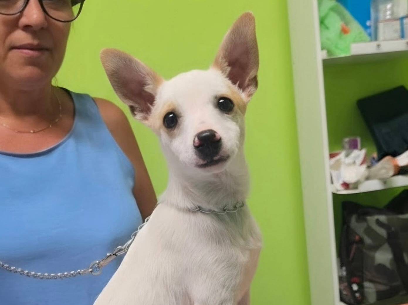 Adozione cane, maschio, Razza sconosciuta Razza sconosciuta, 4 mesi, taglia piccola, Taranto