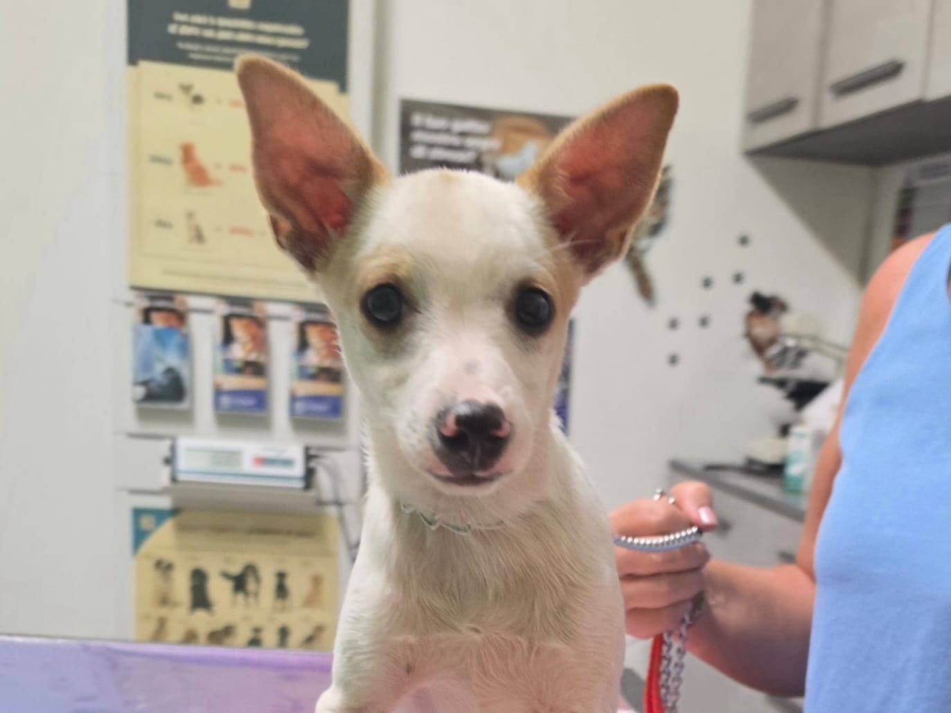 Adotta un cane, maschio, 4 mesi, Taranto