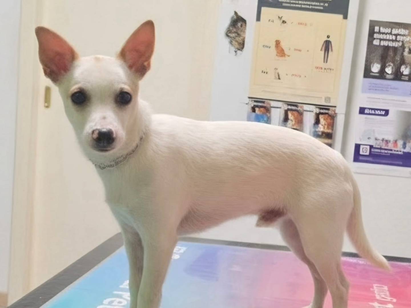 Adotta un cane, taglia piccola, maschio, Taranto