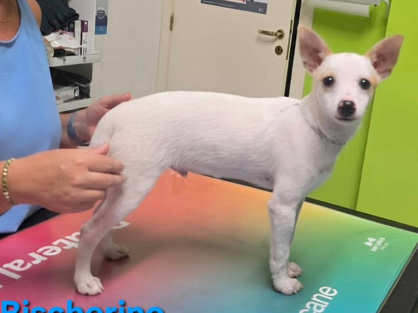 Vuoi adottare un cane a Taranto?