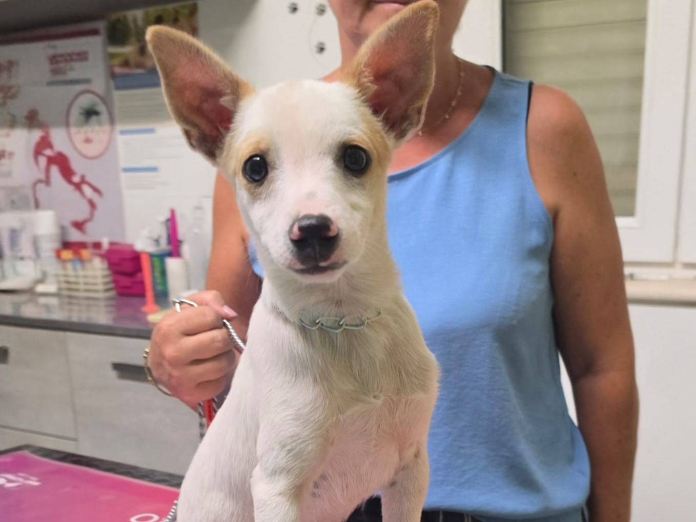 Adotta il cane Bischerino a Taranto