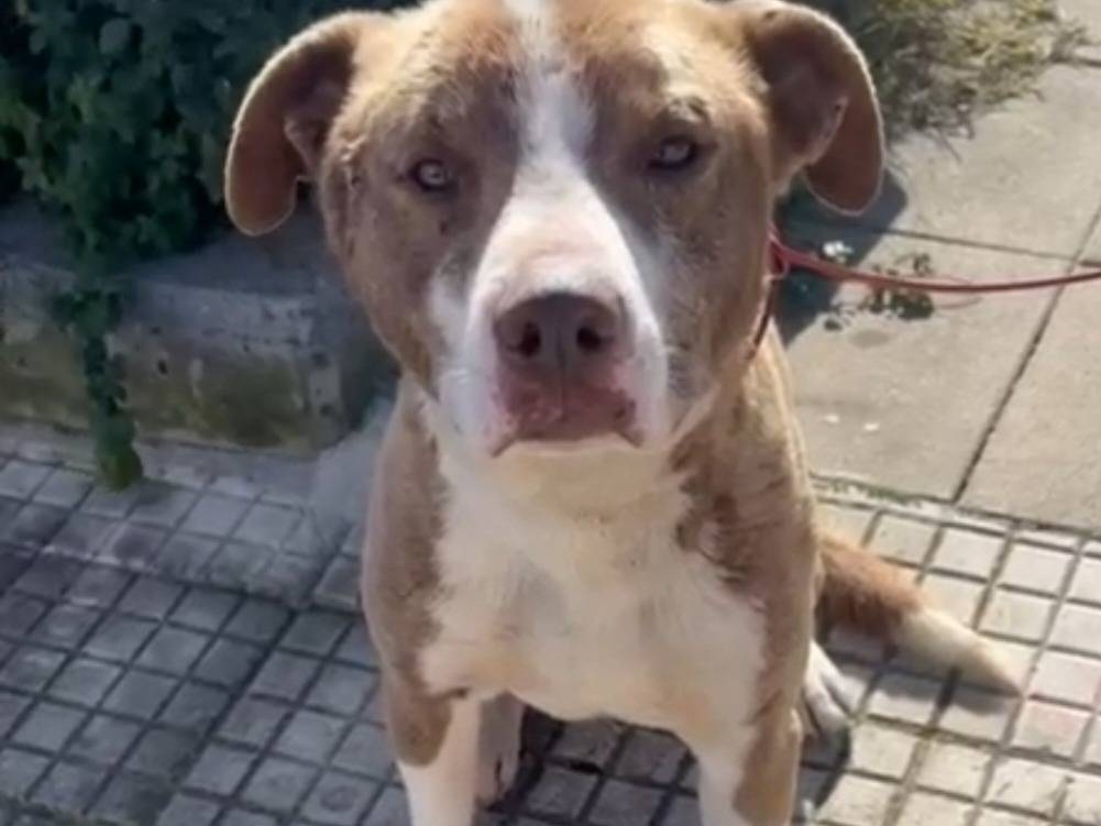 Adozione cane, maschio, Razza sconosciuta Razza sconosciuta, 1 anno, taglia media, Siracusa