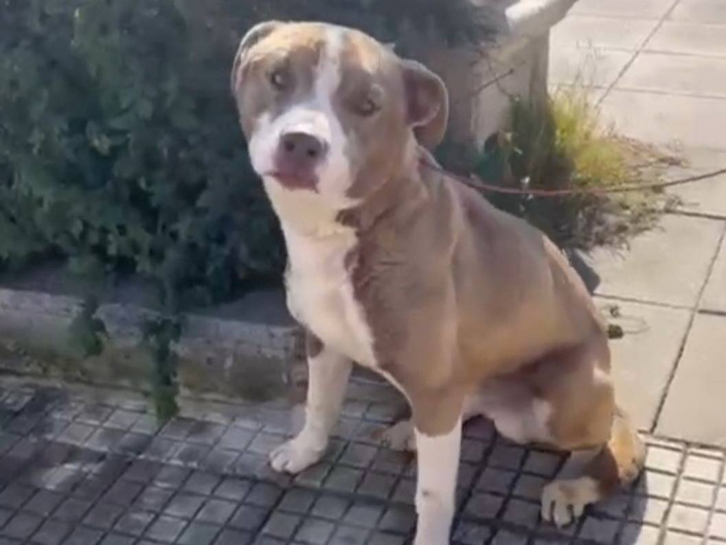 Adotta un cane, maschio, 1 anno, Siracusa