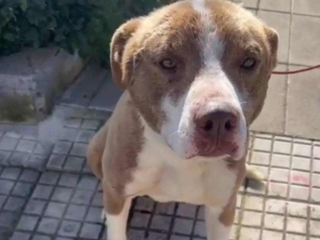 Adotta un cane, taglia media, maschio, Siracusa