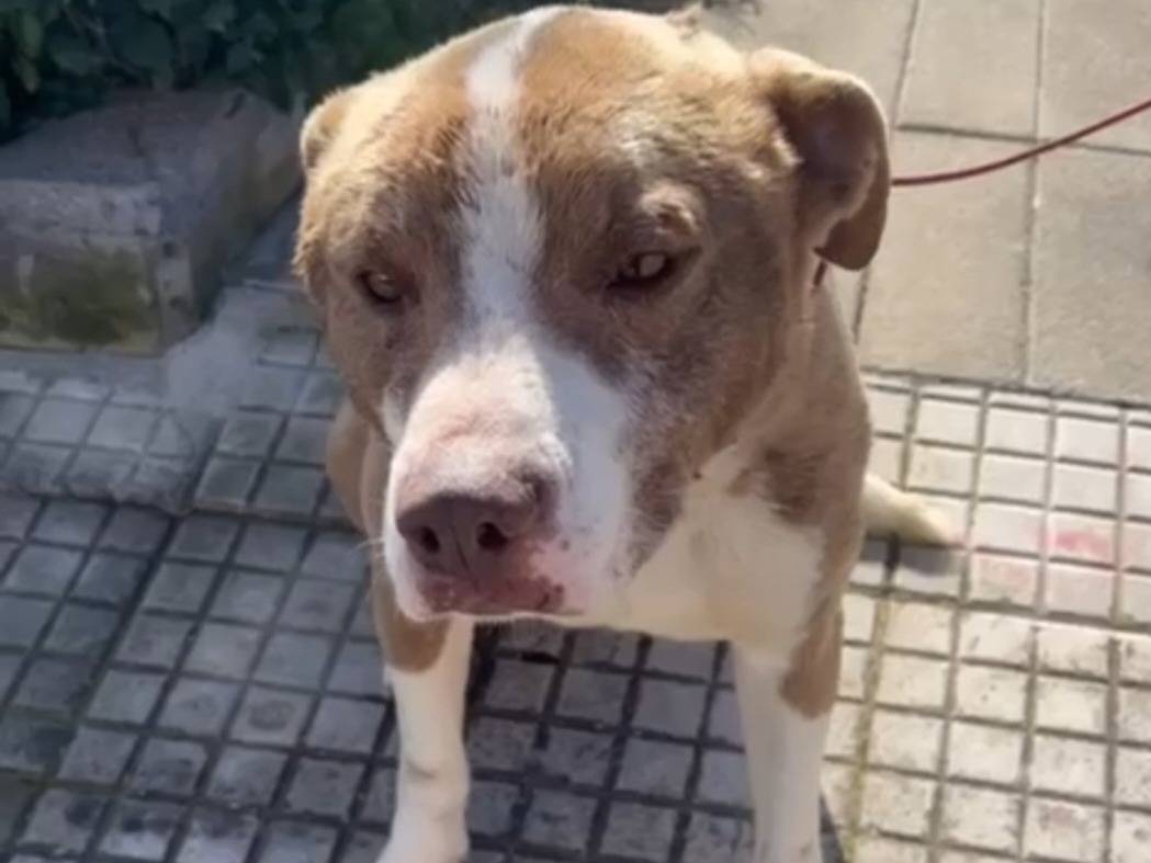 Vuoi adottare un cane a Siracusa?
