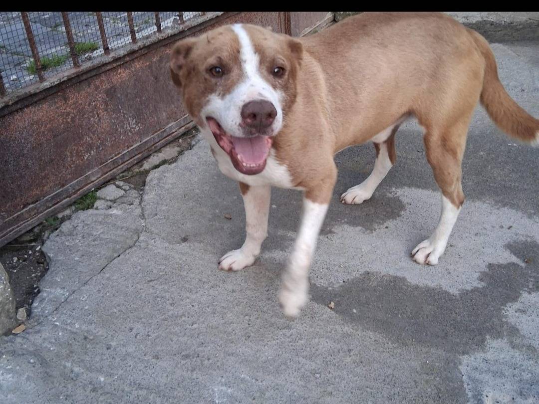 Adotta il cane Ciro  a Siracusa