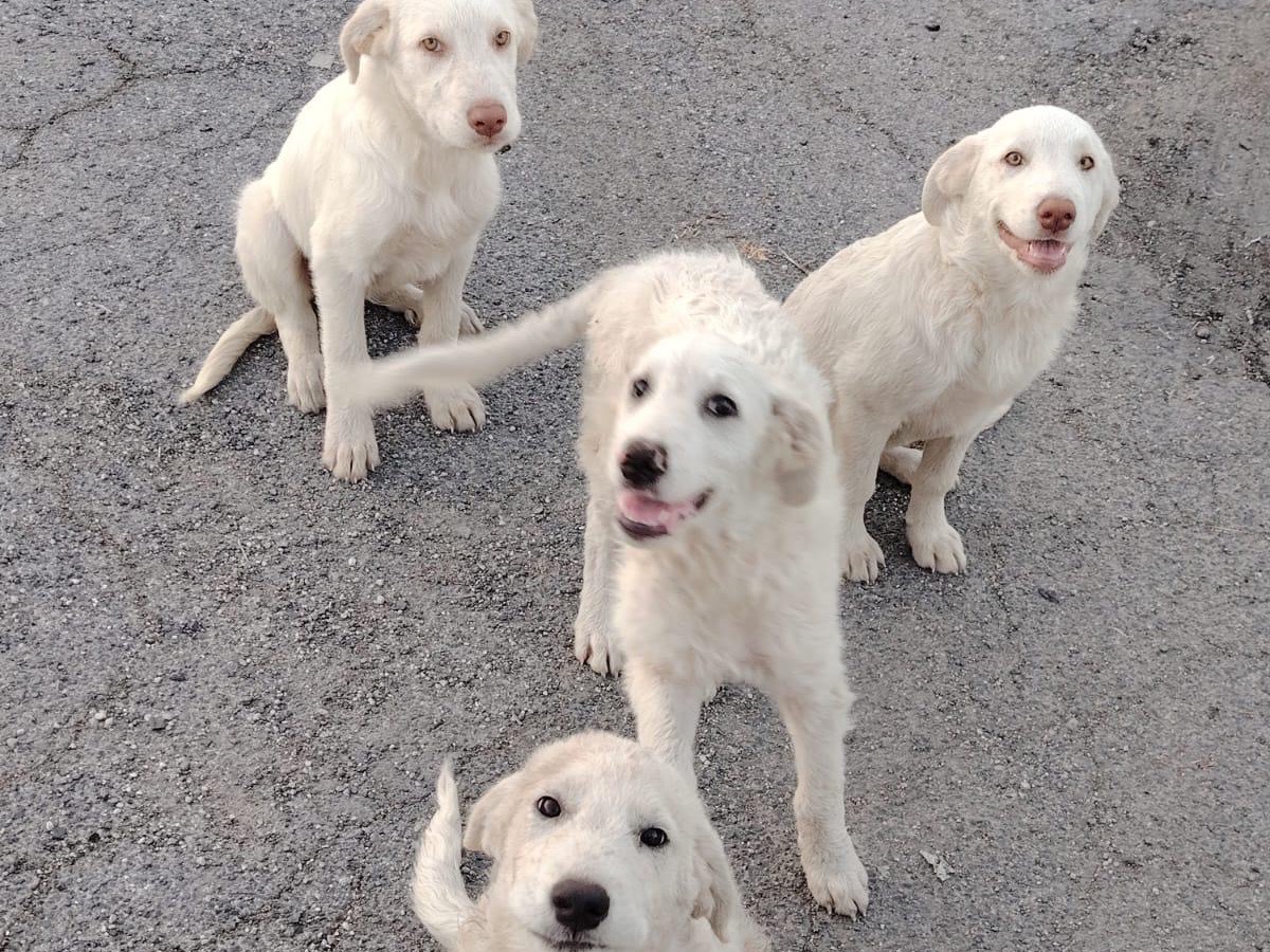 Adozione cane, maschio, Razza sconosciuta Razza sconosciuta, 3 mesi, taglia media, Frosinone