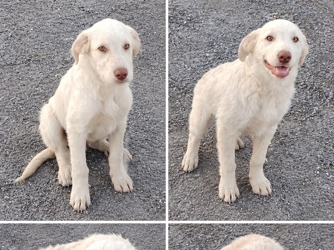 Adotta un cane, maschio, 3 mesi, Frosinone
