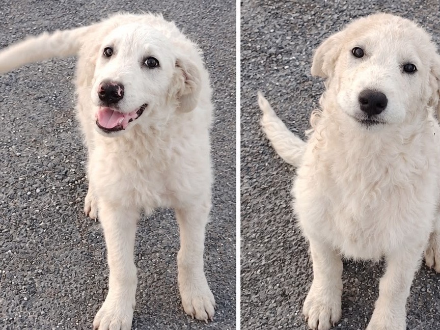 Adotta un cane, taglia media, maschio, Frosinone
