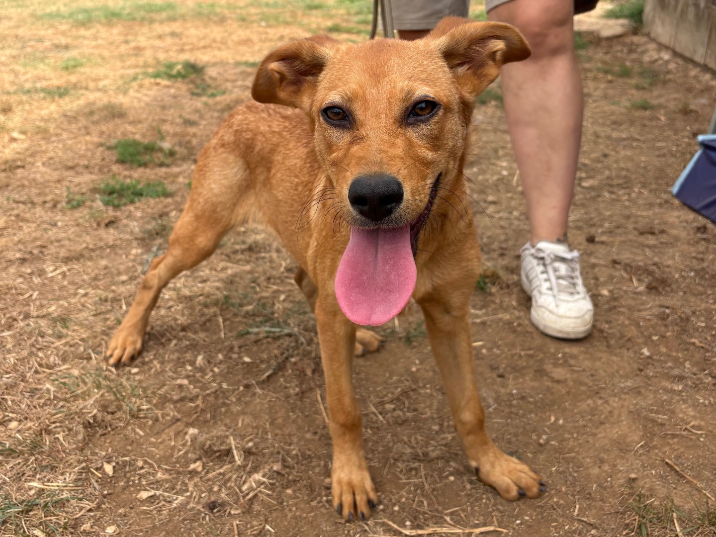 Adozione cane, femmina, Razza sconosciuta Razza sconosciuta, 6 mesi, taglia media, Frosinone