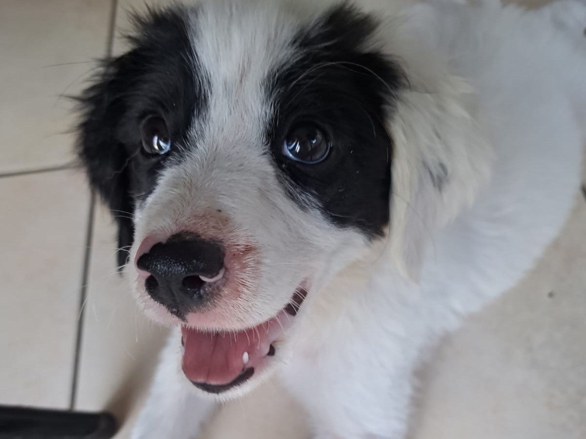 Adozione cane, femmina, Border Collie Razza sconosciuta, 3 mesi, taglia media, Siracusa