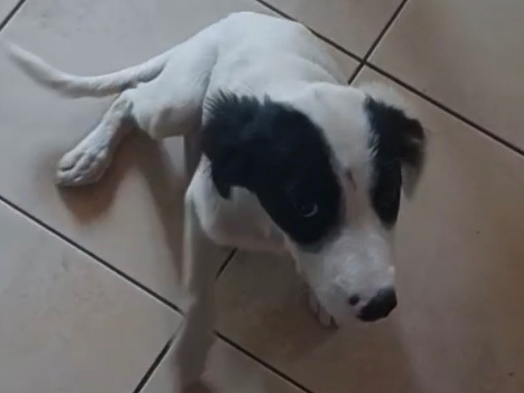 Adotta un cane, femmina, 3 mesi, Siracusa