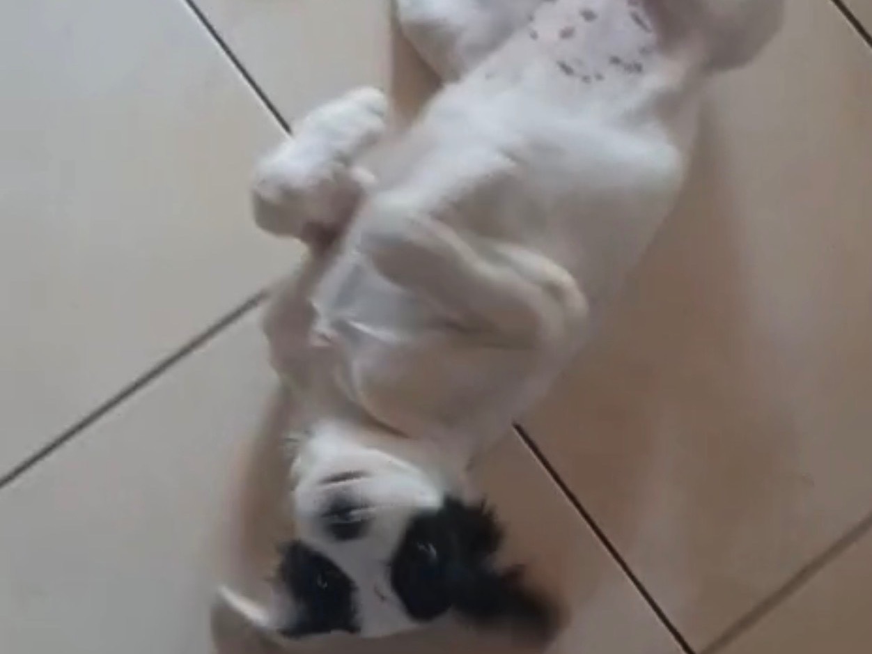 Adotta un cane, taglia media, femmina, Siracusa
