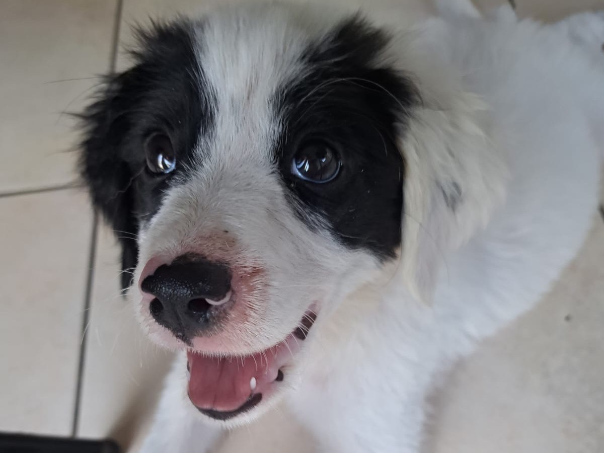 Vuoi adottare un cane a Siracusa?