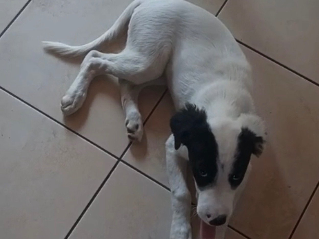 Adotta il cane Nala a Siracusa