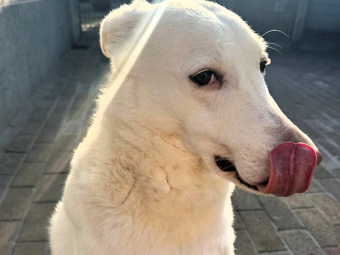 Vuoi adottare un cane a Milano?