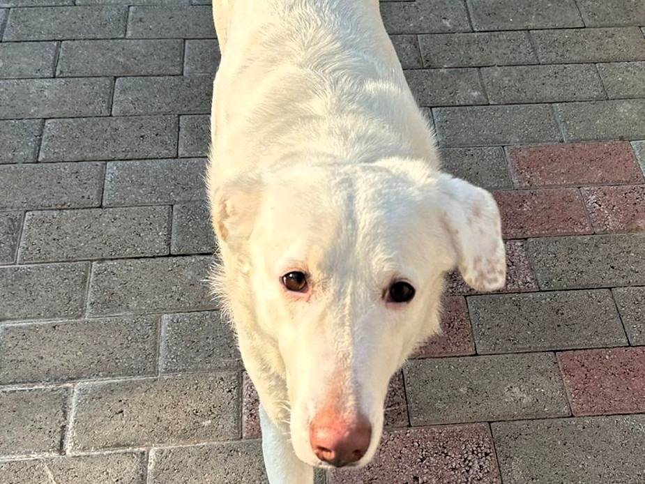 Adotta il cane GENNA a Milano