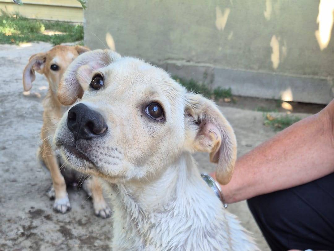 Adotta un cane, maschio, 5 mesi, Napoli
