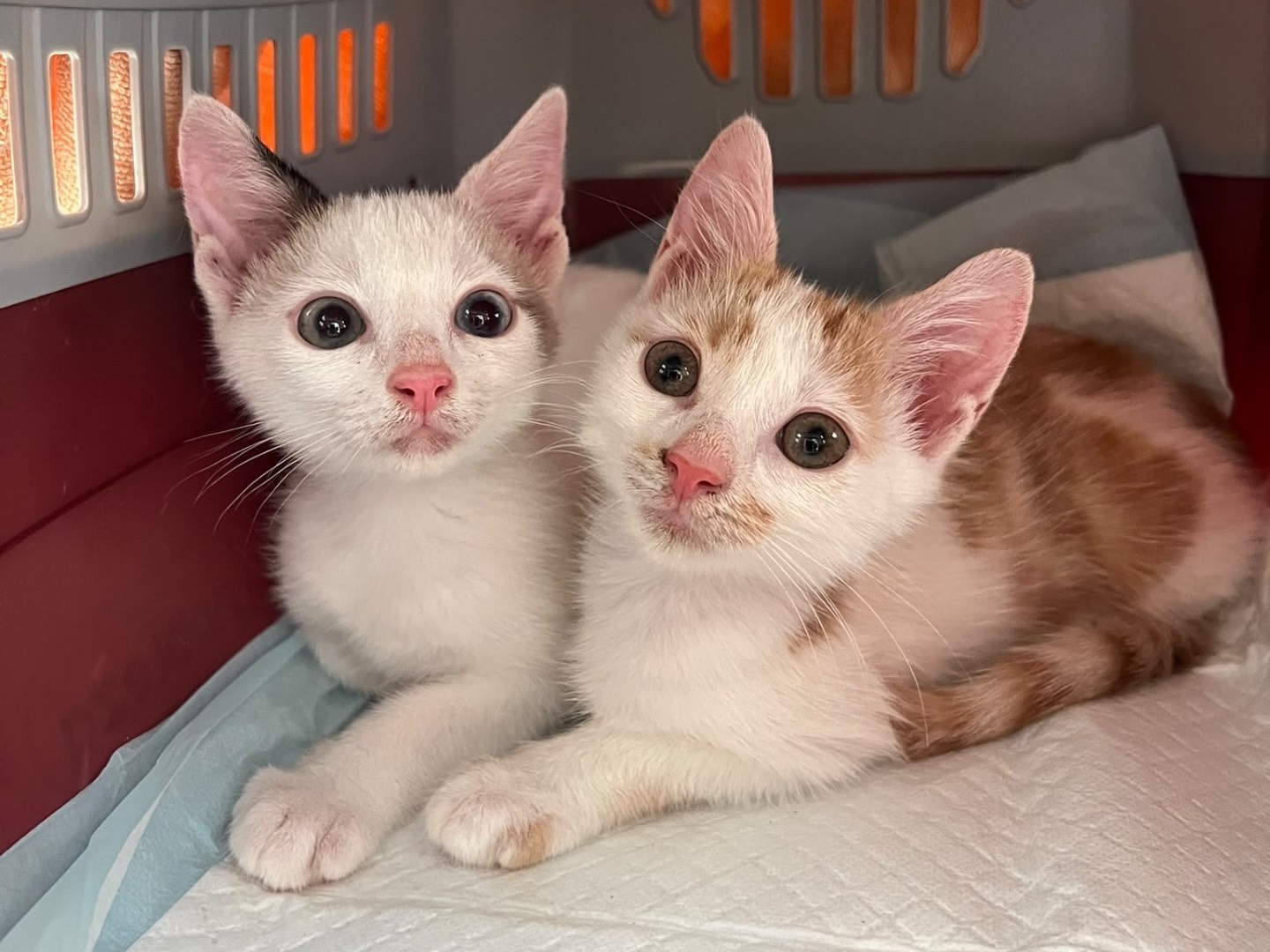 Adozione gatto, femmina, Razza sconosciuta Razza sconosciuta, 3 mesi, taglia non valida, Laquila
