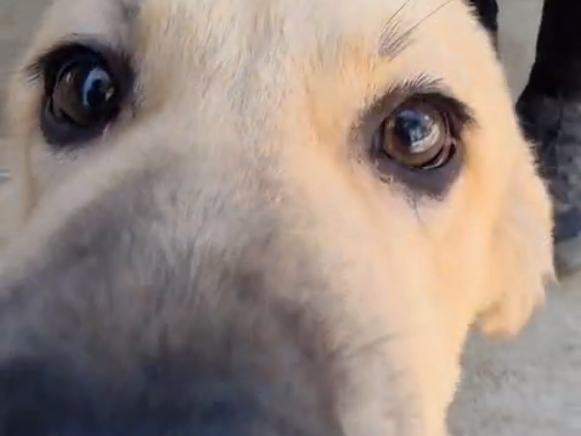 Adotta il cane DANILO a Caserta