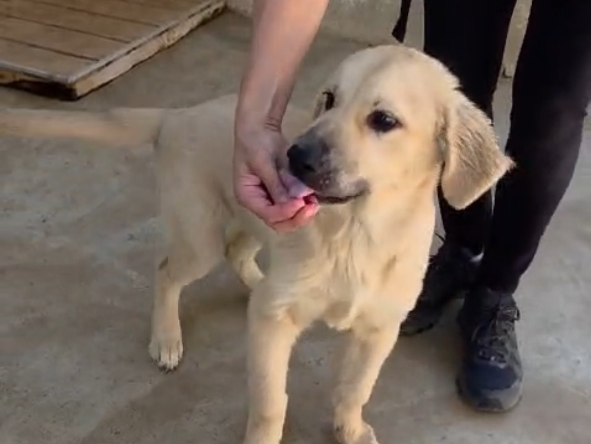 Adozione cane, maschio, Razza sconosciuta Razza sconosciuta, 5 mesi, taglia media, Caserta