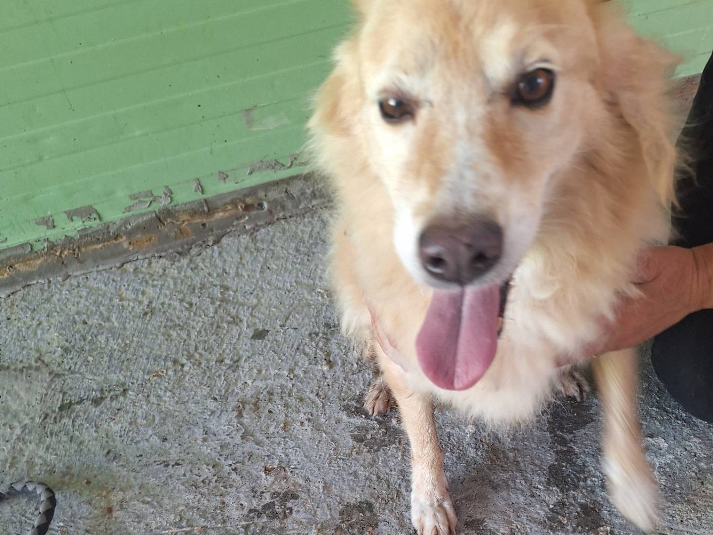 Adotta un cane, maschio, 11 anni e 10 mesi, Napoli