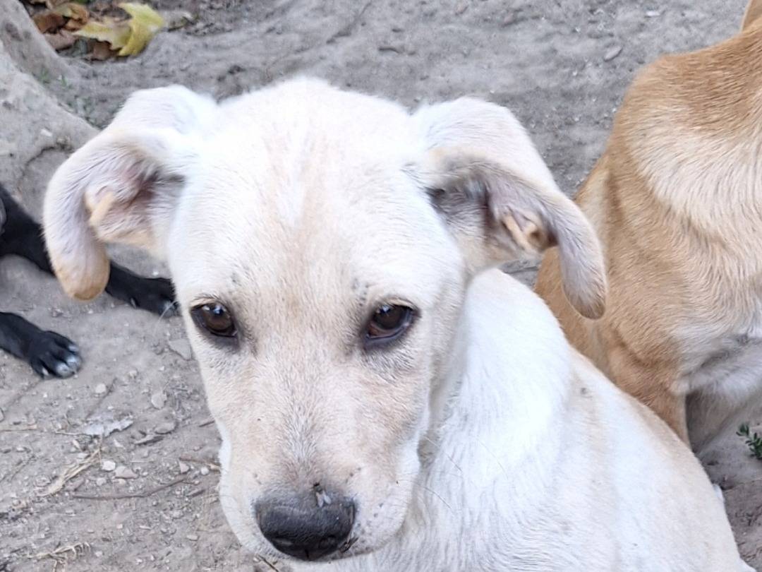 Adozione cane, maschio, Razza sconosciuta Razza sconosciuta, 5 mesi, taglia media, Napoli