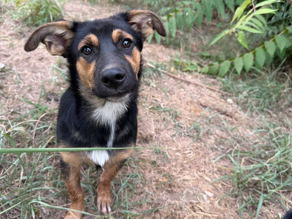 Adozione cane, maschio, Razza sconosciuta Razza sconosciuta, 6 mesi, taglia media, Caserta